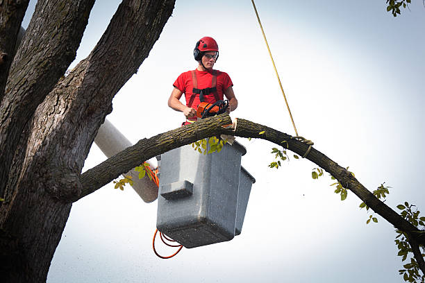 Best Leaf Removal  in USA